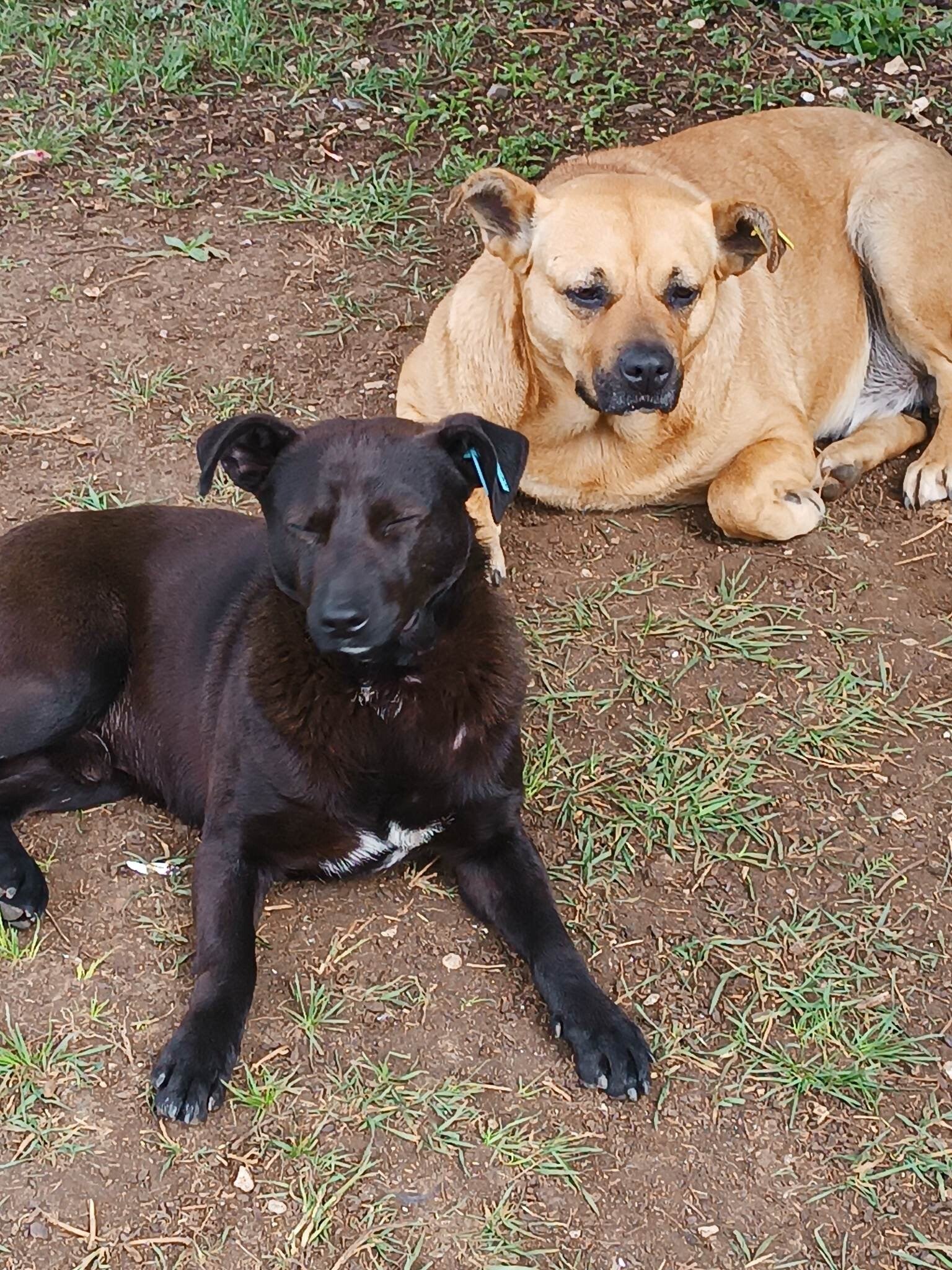 Adoptiehonden koppel Nico & Ziva