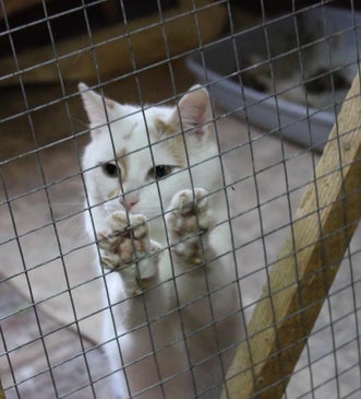 Adoptiekat Lucky