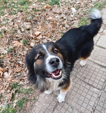 Adoptiehond Dex
