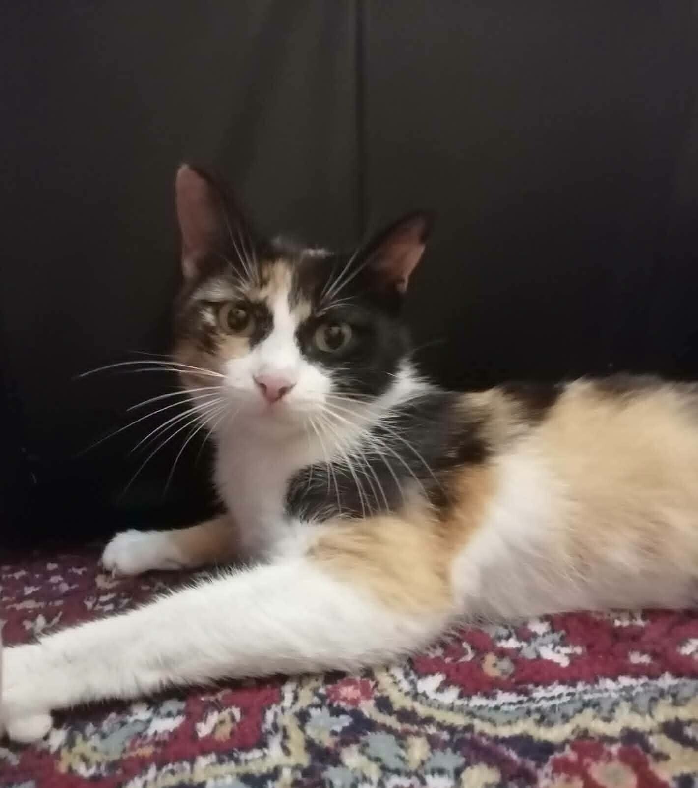 Adoptiekat Shara