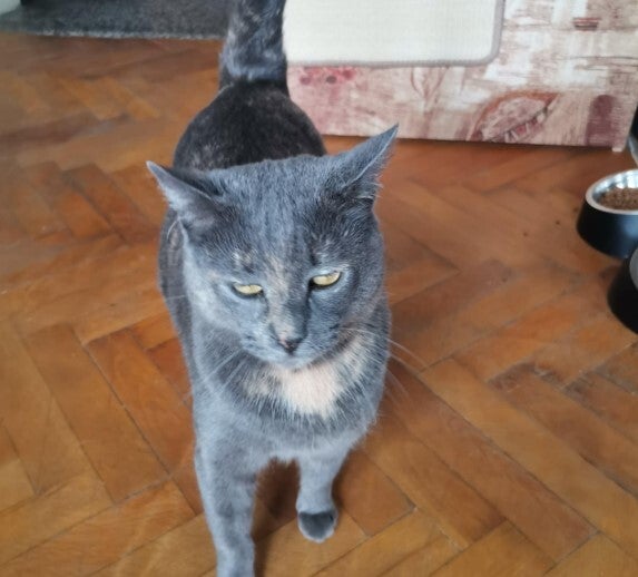 Adoptiekat Misty