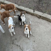 alle-honden-standard.jpg