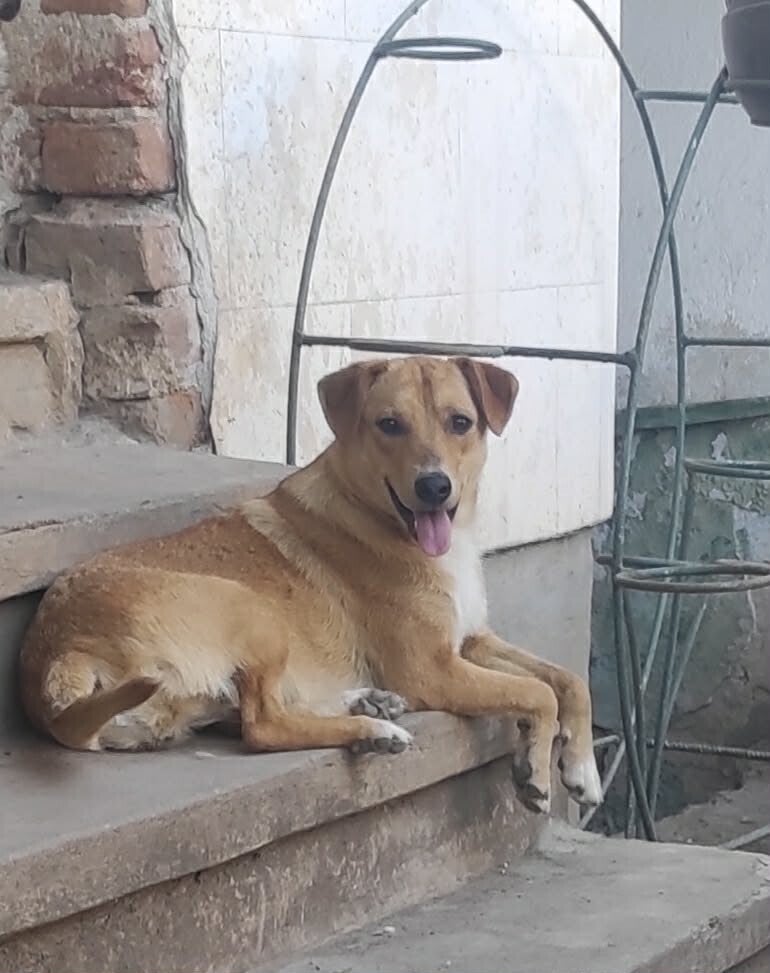 Adoptiehond Bobby
