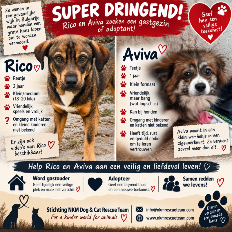 Adopteer een hond in gevaar