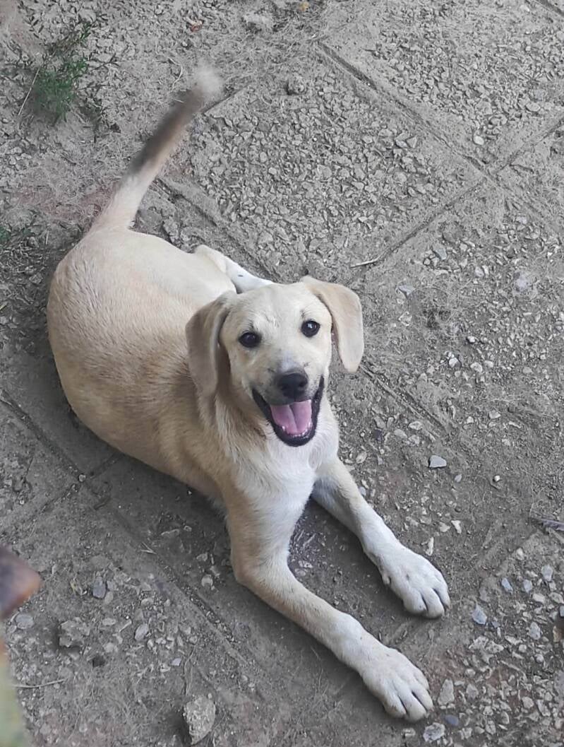 adoptiehond Daicy