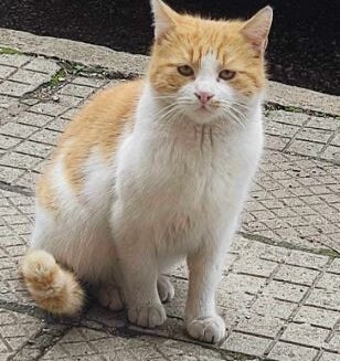 Adoptiekat Milo