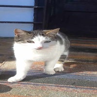 kater-1a-standard.jpg