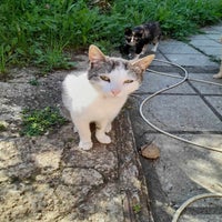 kater2-standard.jpg