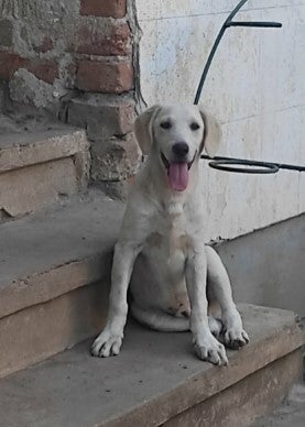Adoptiehond Liubcho