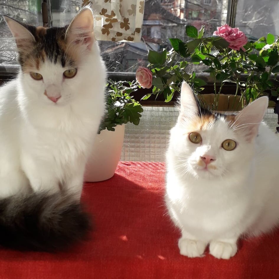 Adoptiekatten Yuki & Nara
