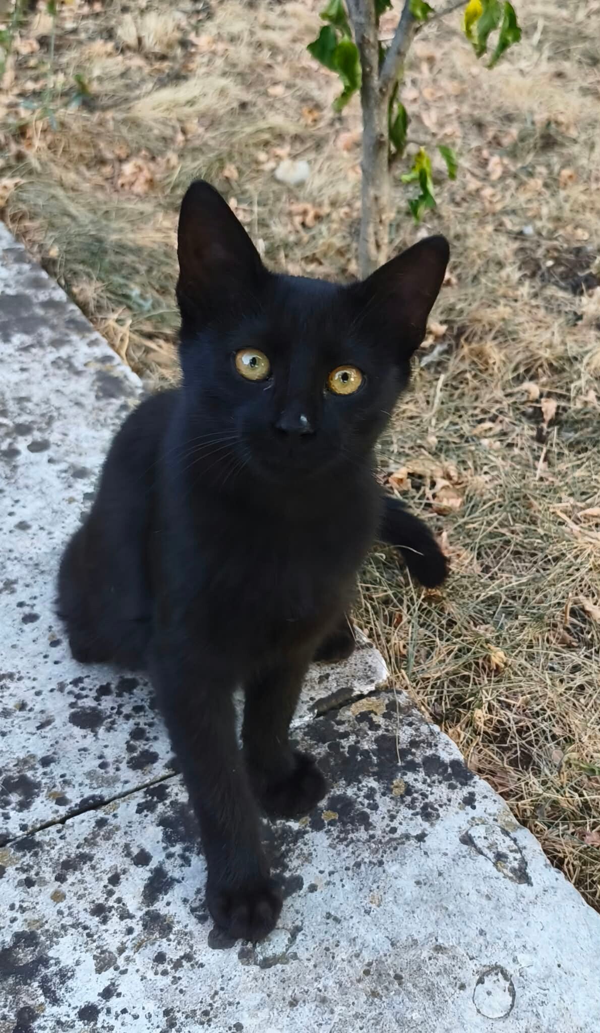 Kat adopteren - Salem