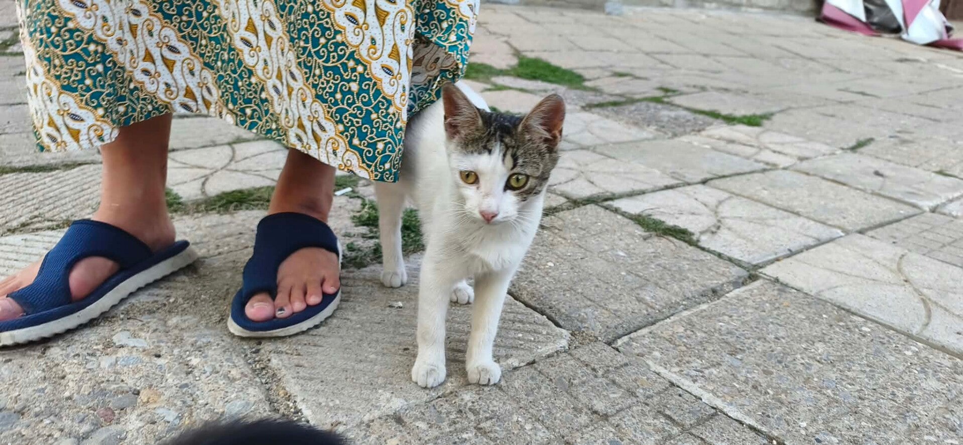 Kat adopteren - Sophie