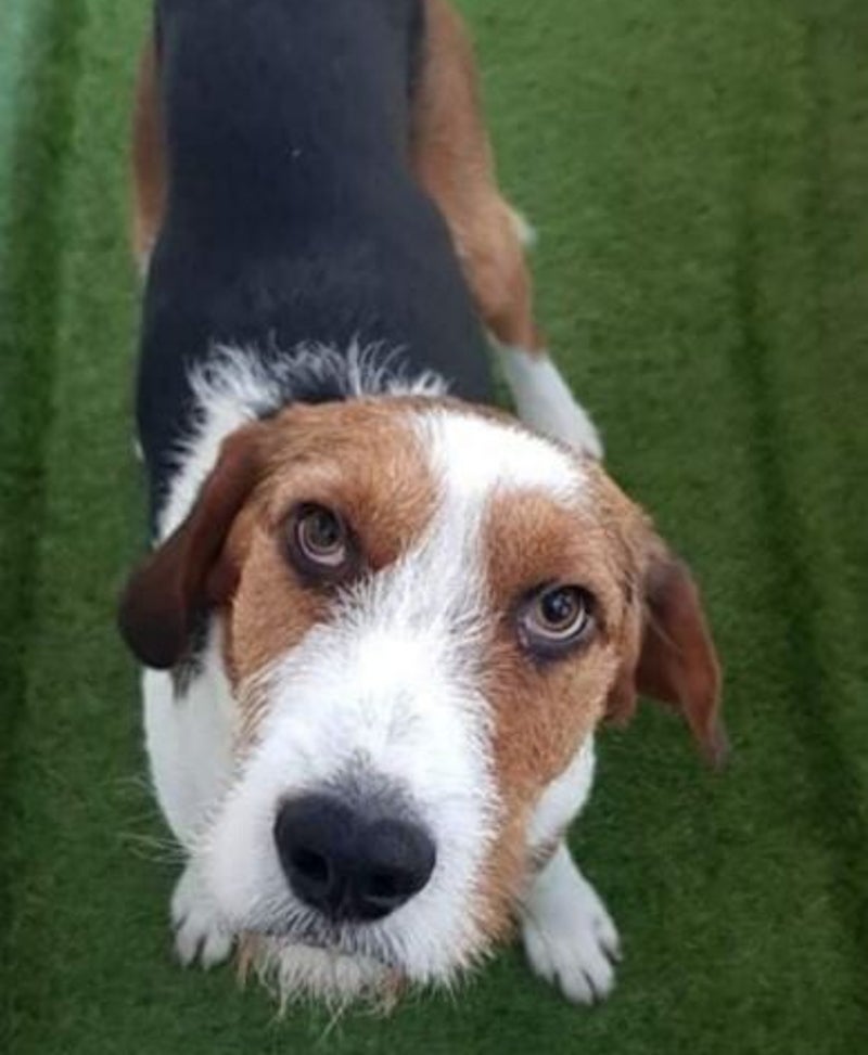 Adoptiehond Barry II