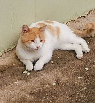 Adoptiekat Tom
