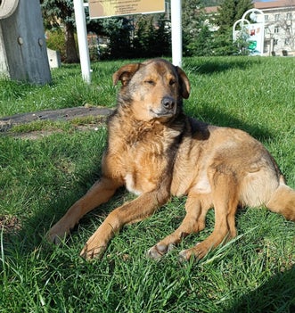 Adoptiehond Rafi