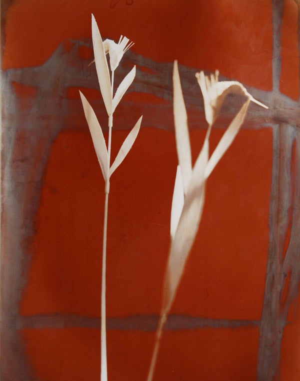 flower studies 4 variations