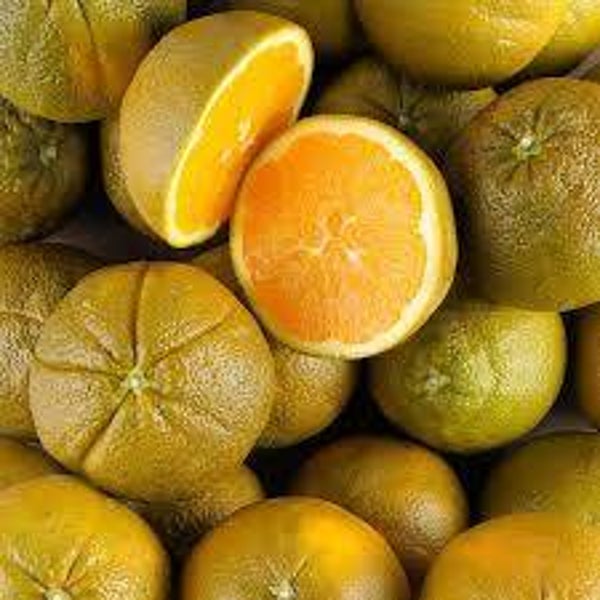 Orange chocolat  (500G)