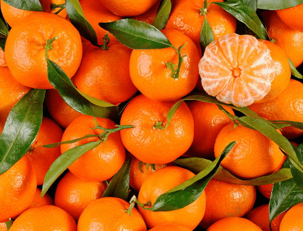 Clémetine feuille  corse AGP (500g)