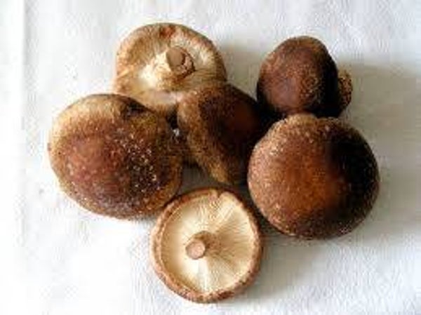 Champignon (500G)