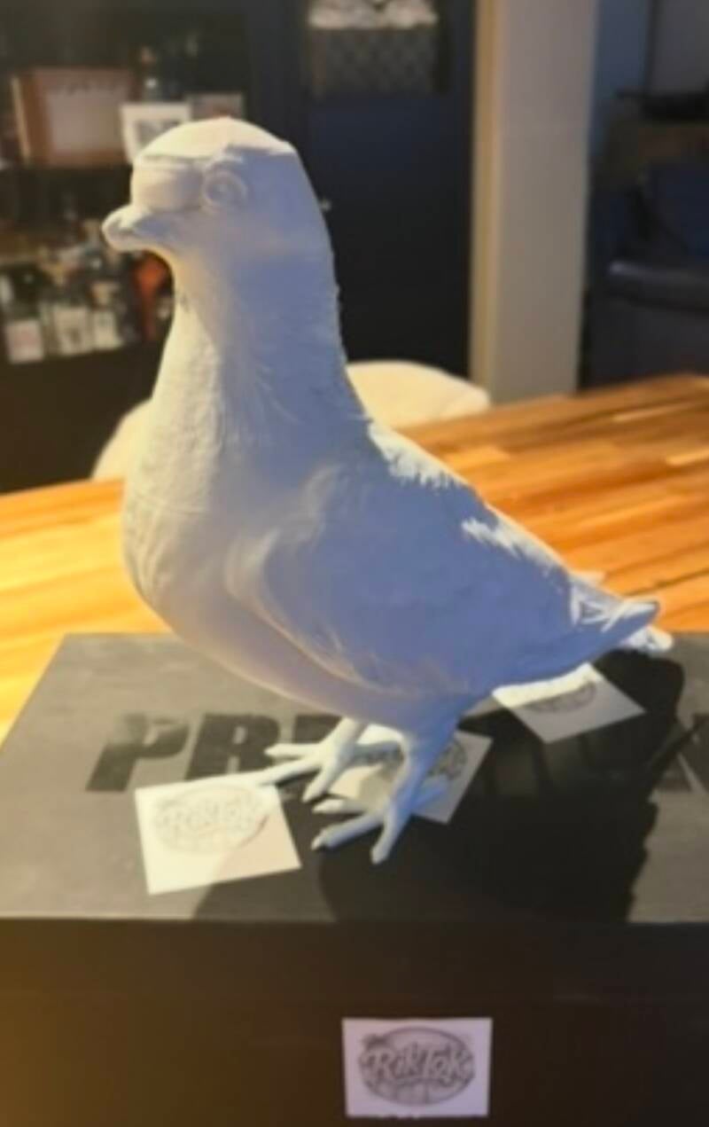 De duif in 3D voor OKV De Lapsjaars