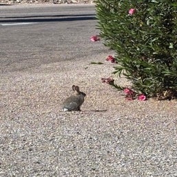 bunny-standard.jpg
