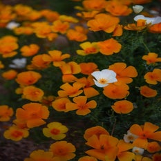 img_1970-standard.jpg