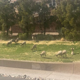 sheep0-standard.jpg