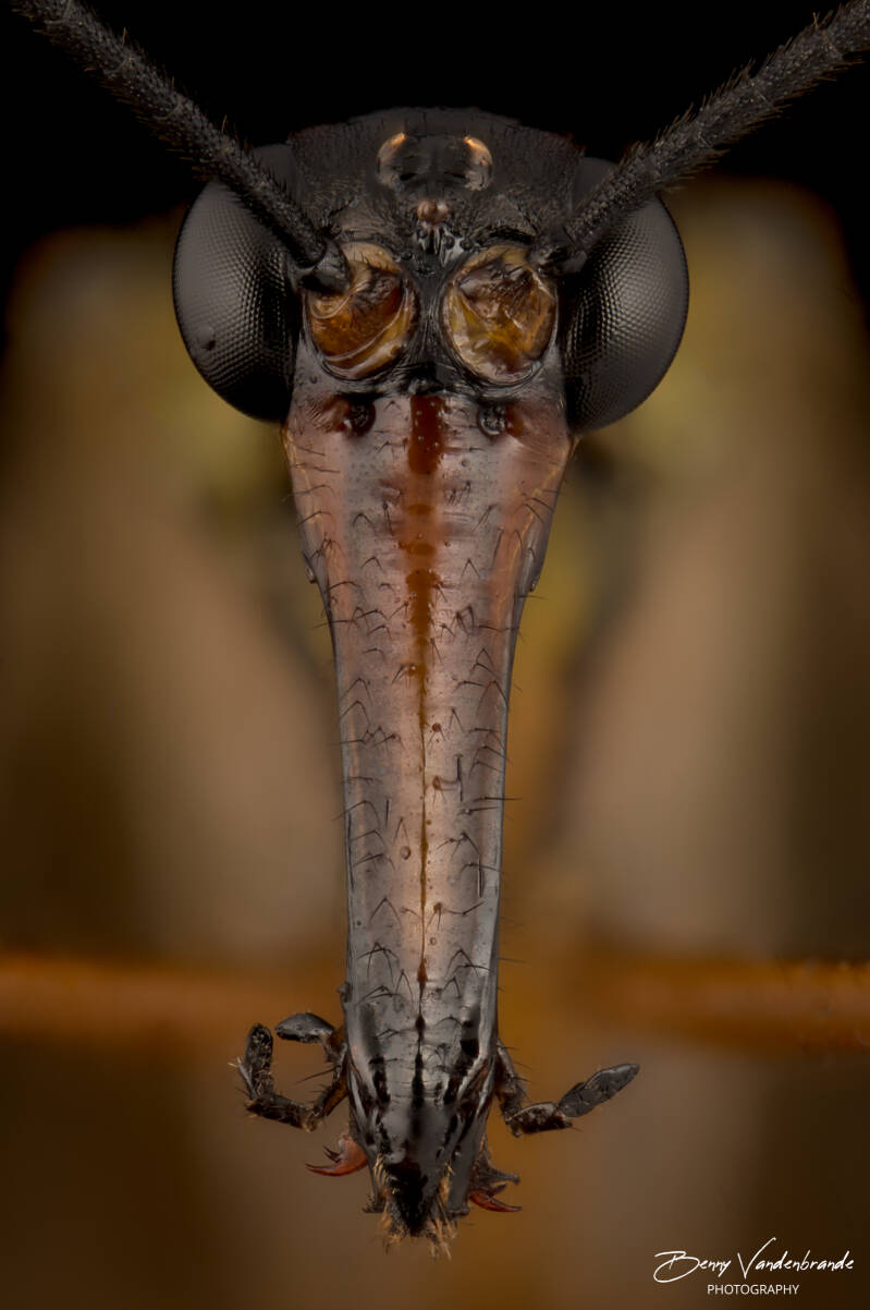 schorpioenvlieg_03-1.jpg
