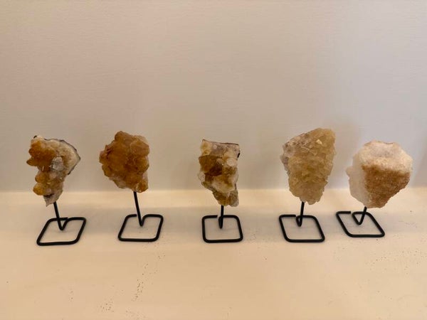 Citrien op Standaard