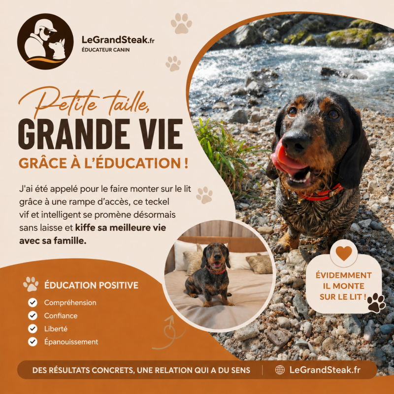 Le Teckel de cha perrin
