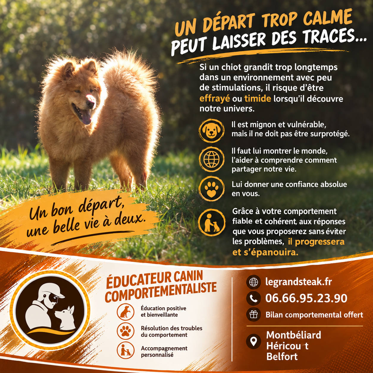 Chiot malinois