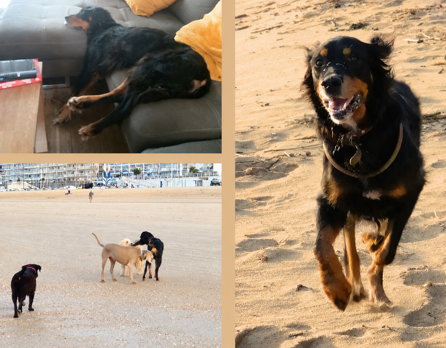 Ce que l'on veut pour son chien