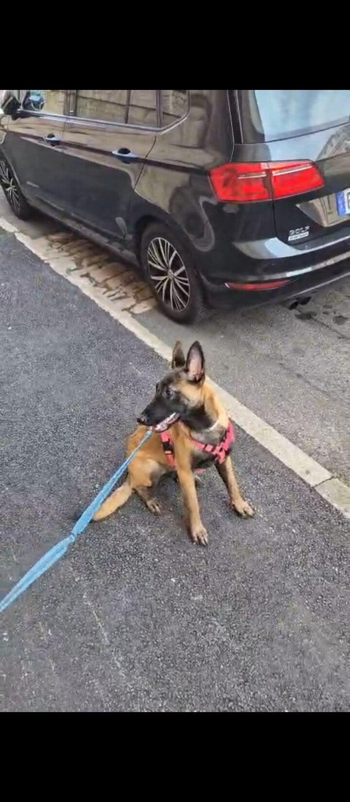 Malinois de Gilbert