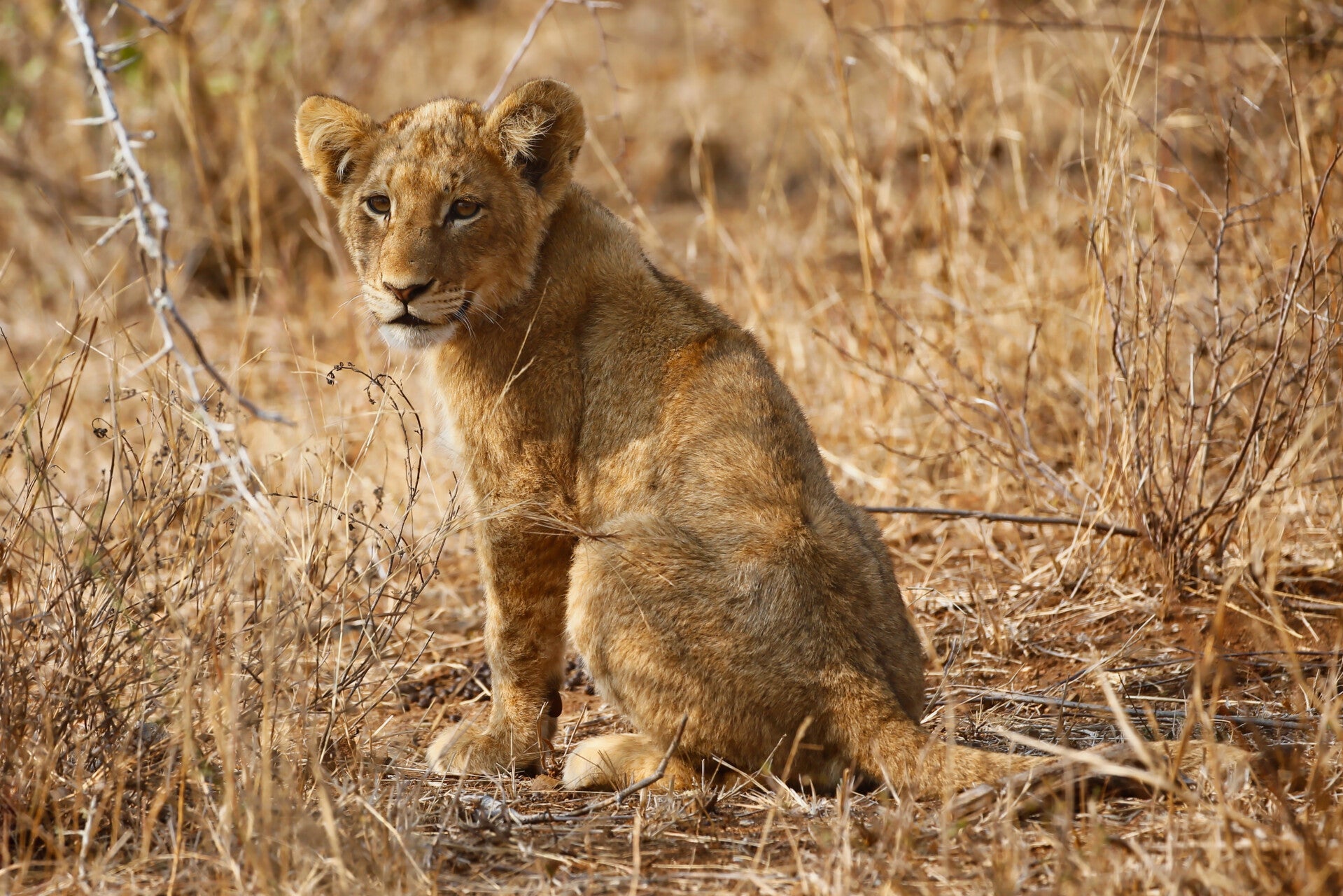 young Lion Cub sitting
