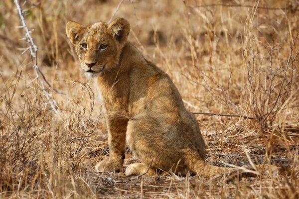 young Lion Cub sitting