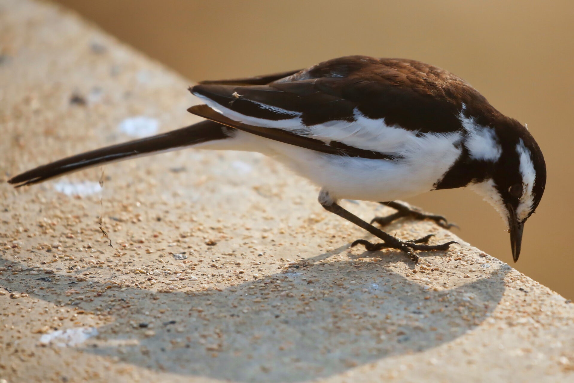 African Pied Wagtail Bird