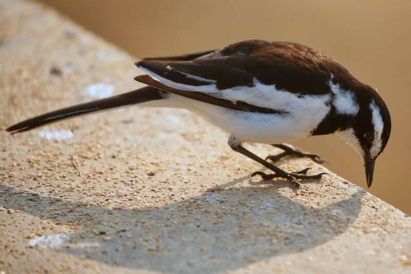 African Pied Wagtail Bird