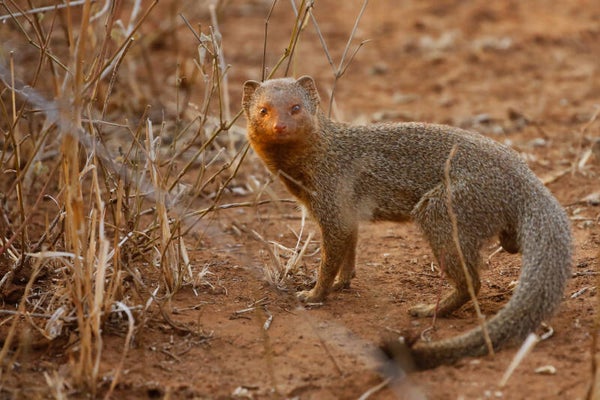 Indian Gray Mongoose