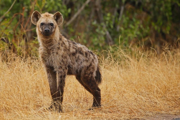 Hyena perfect pose