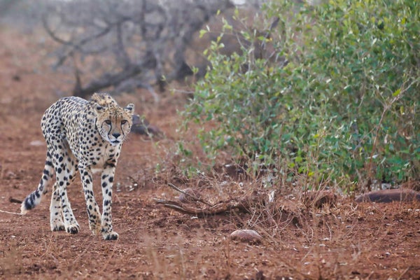 Cheetah looking at camera