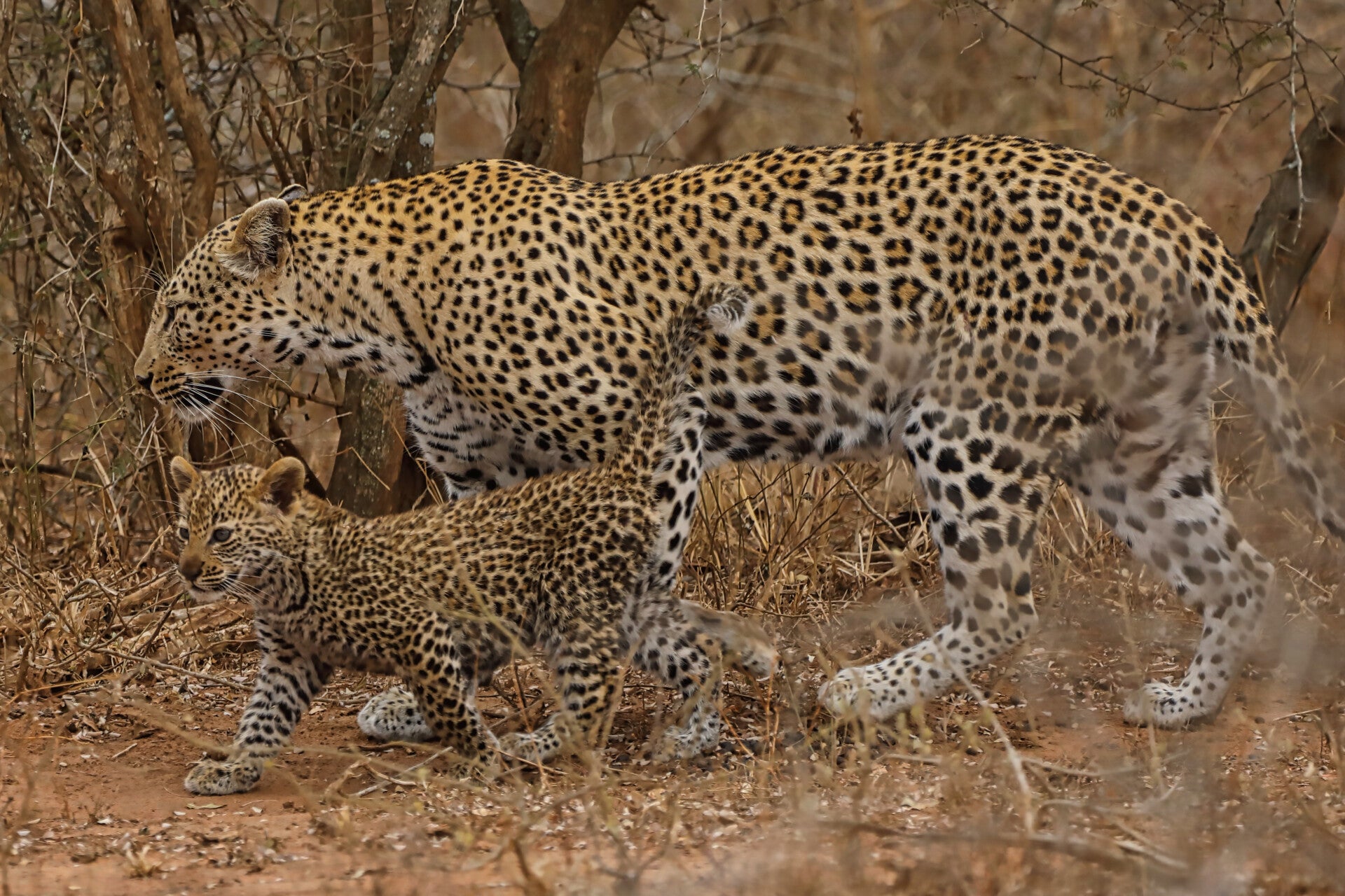 Leopard mother with cub walking