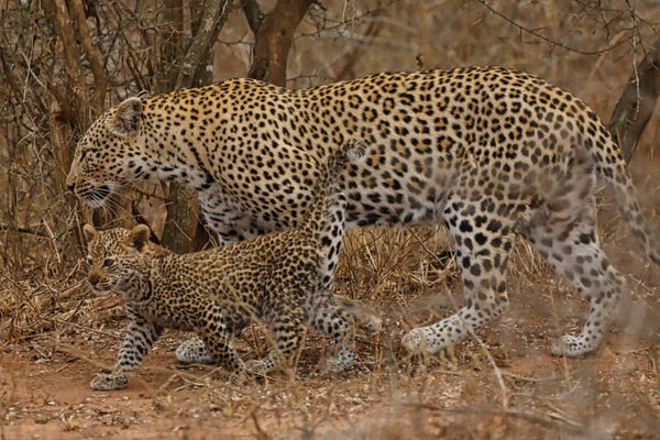 Leopard mother with cub walking