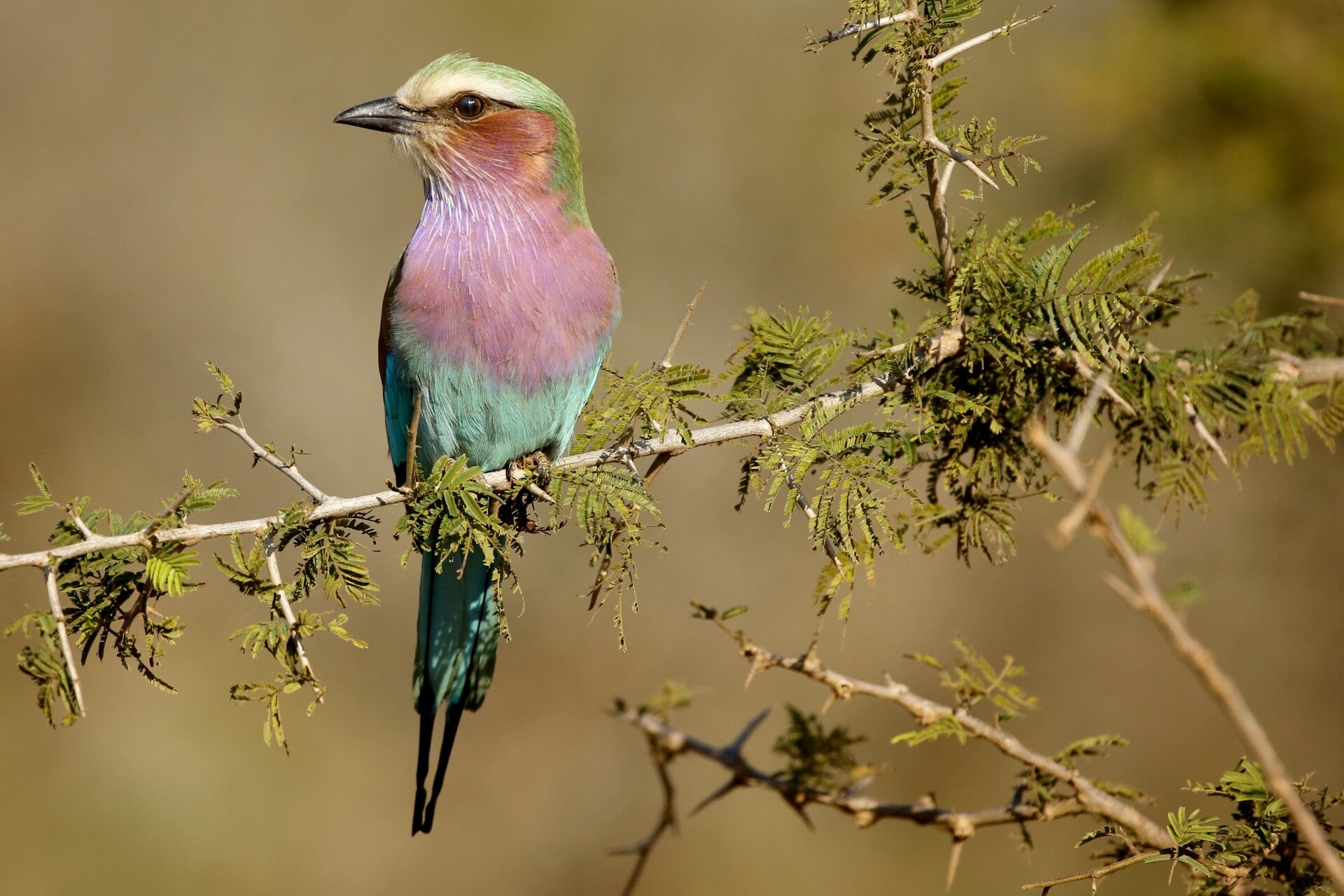 Lilac-breasted Roller Bird