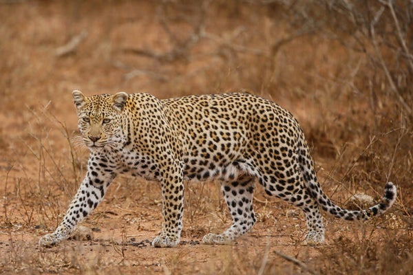 Mother leopard stalking