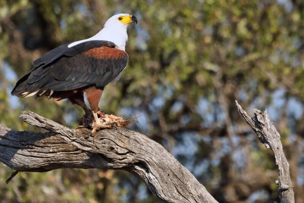 African Fish Eagle feeding