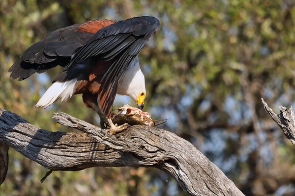 African Fish Eagle feeding on fish