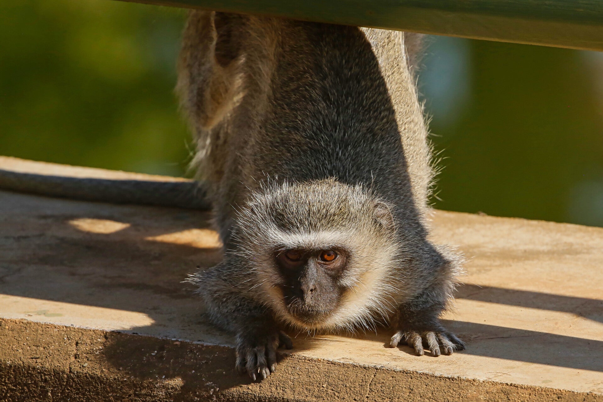 African Vervet Monkey looking at camera