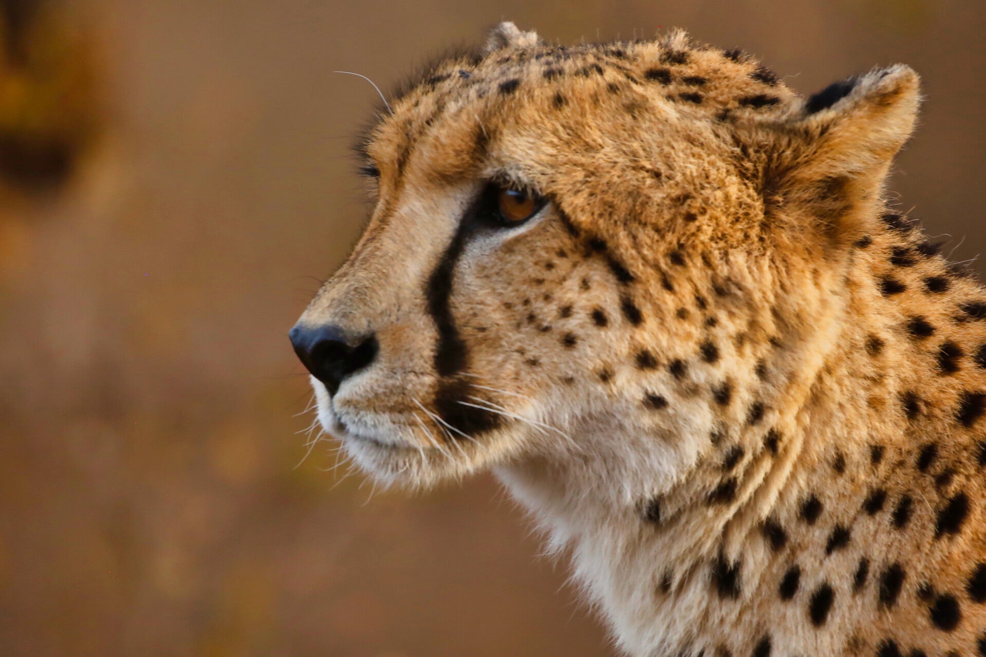 Up close Cheetah