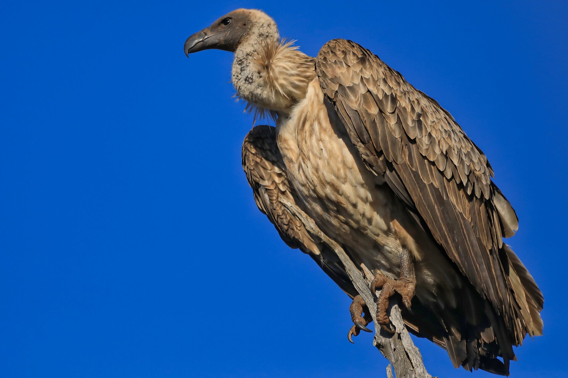 African Vulture sitting on branch