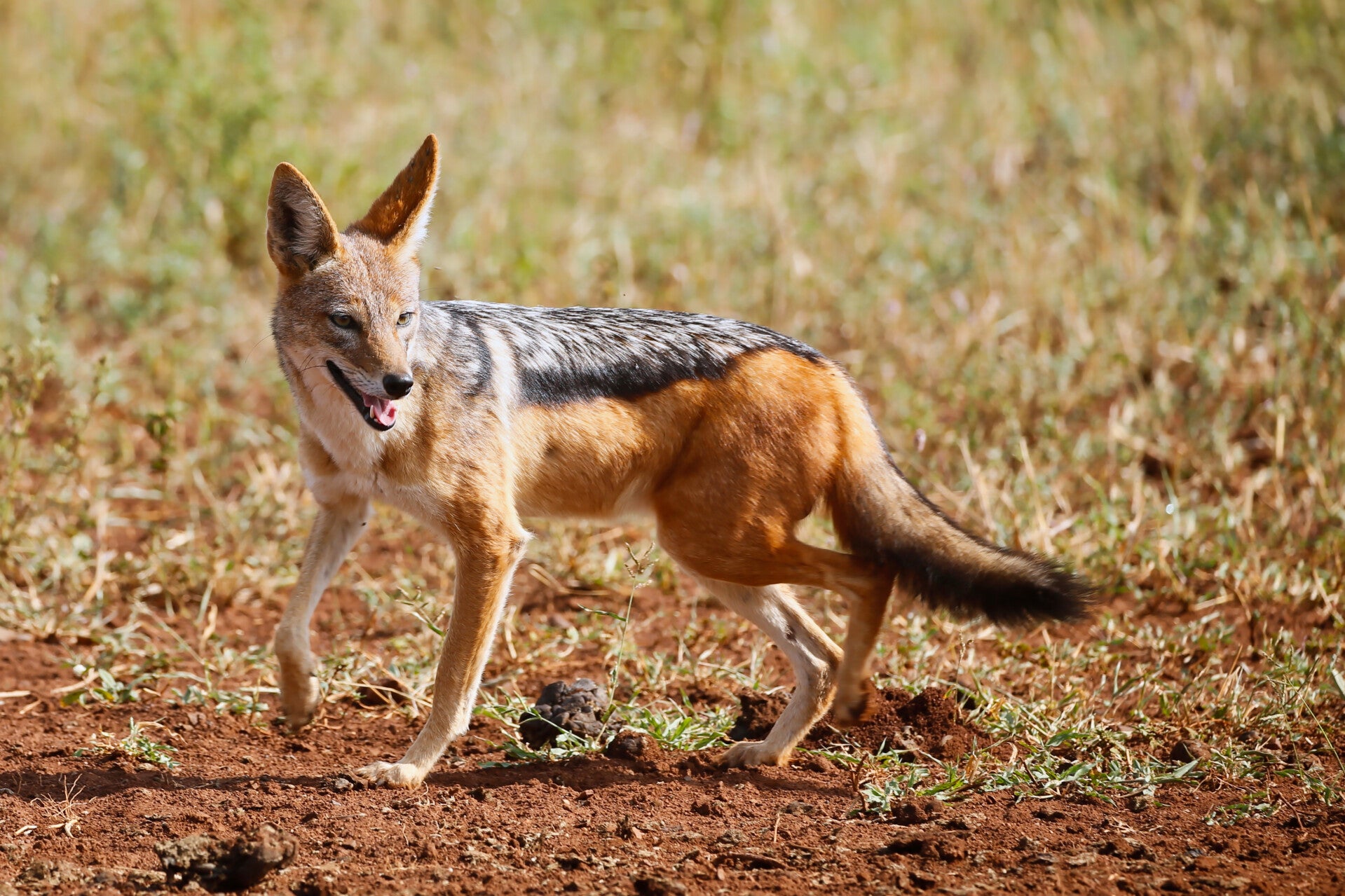 Black Backed Jackal
